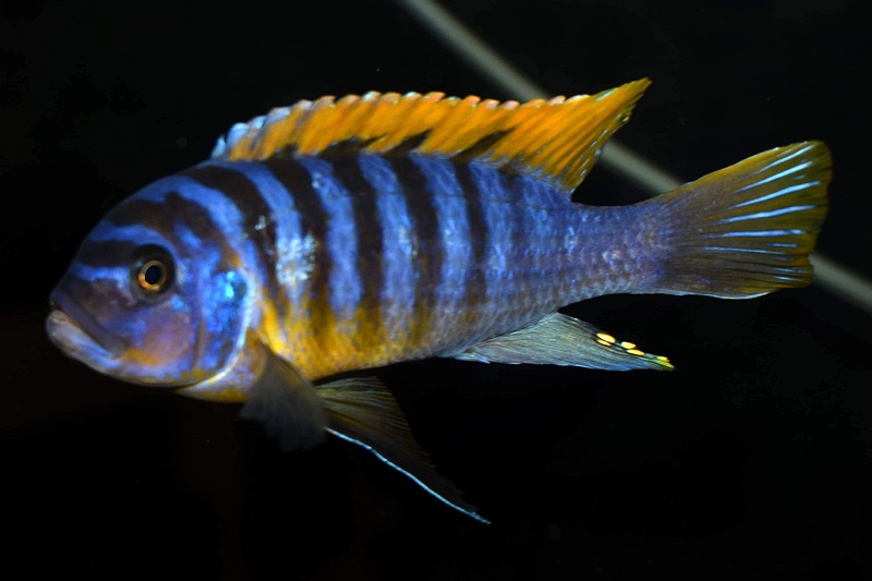 Maylandia fainzilberi 'Pombo Rocks'